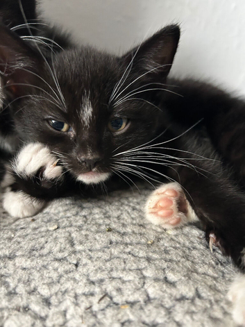 BOY KITTEN READY NOW