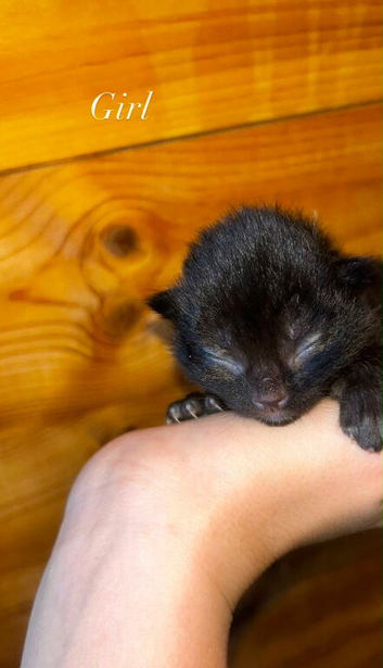 Kittens