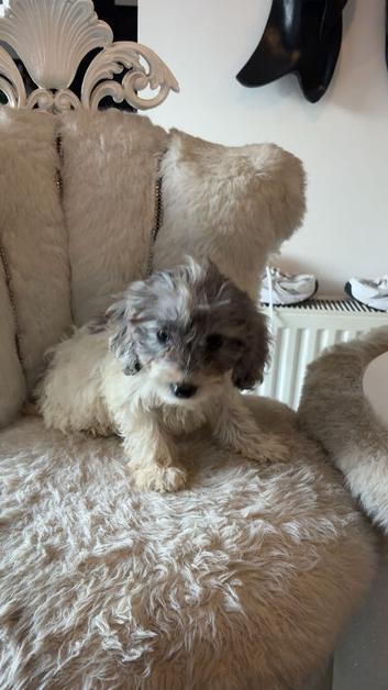 Cockapoo puppies