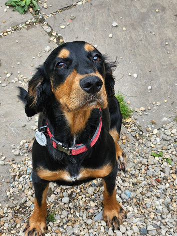 22 month old Cocker x setter looking for a new home