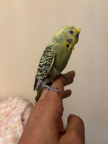 Semi tame budgie