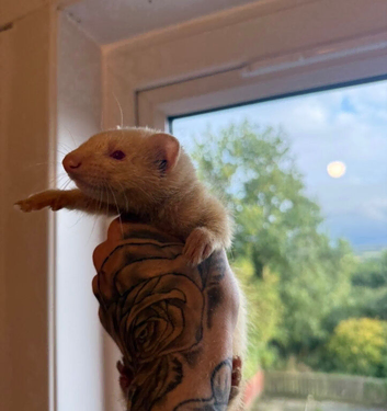 Ferret for adoption