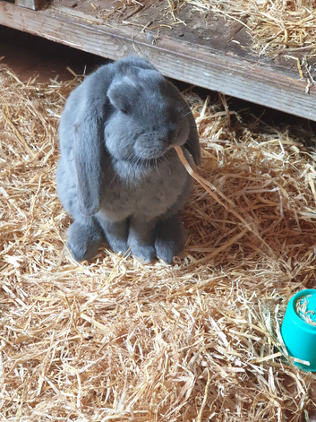 French Lops