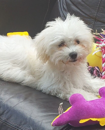 My little cloud in fur  Bichon Frise