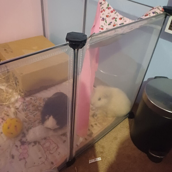 full guinea pig set up