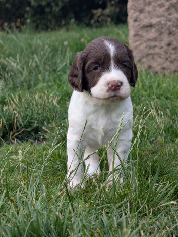 KC English Springer Spaniel Puppies