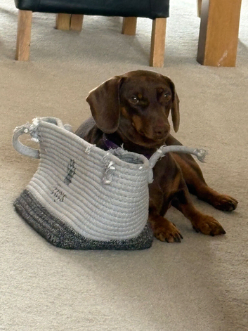 Chocolate female Dachshund