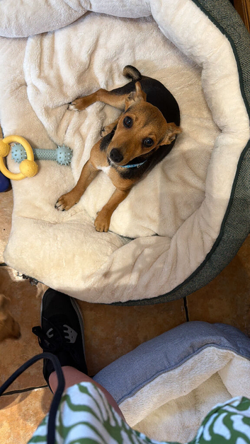 Male Jack Russell pup ( PENDING REHOME )