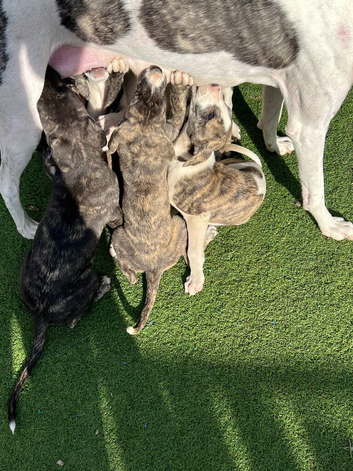 Six weeks old Luckcher pups Suluky bull greyhound