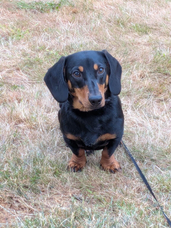 9 month old dachshund boy