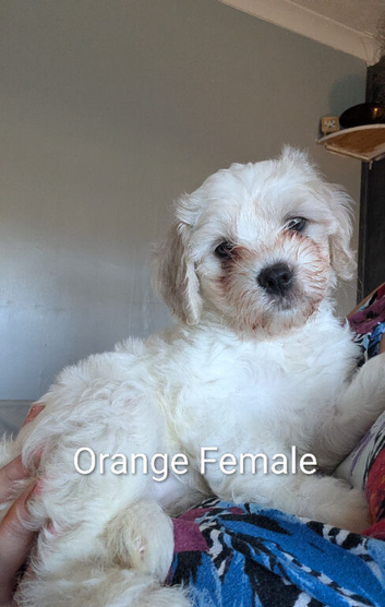 Cavachon puppies ready 19th sep