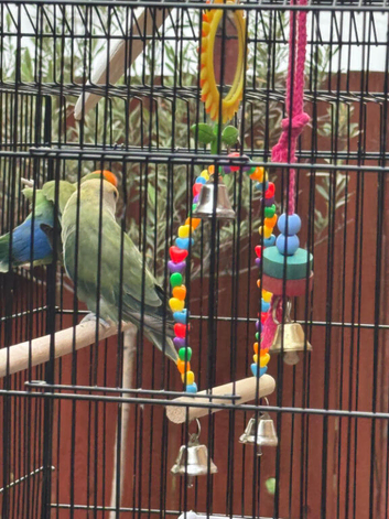 Female and Male Lovebirds with Cage