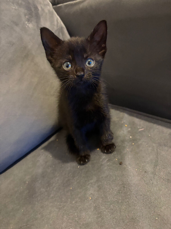 5 kittens ready now