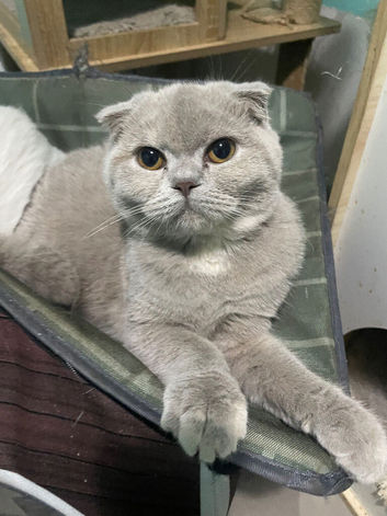 SCOTTISH FOLD FEMALE