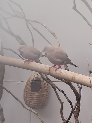 Heck finches