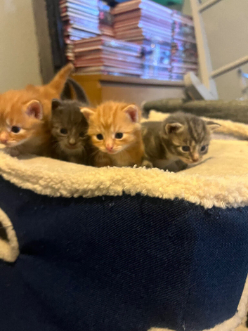 Beautiful litter of boys available and 1 girl