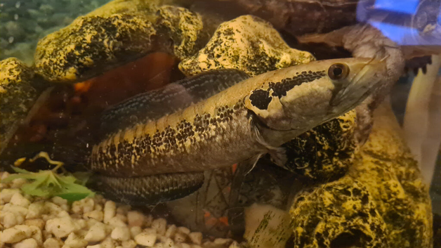 Golden cobra spotted snakehead/African