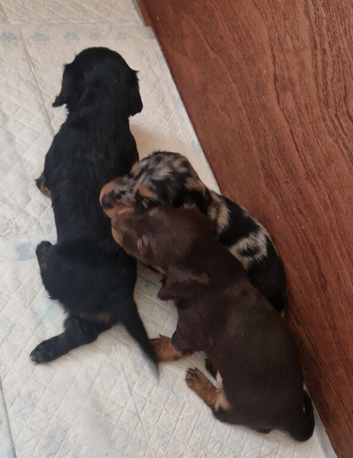 Dachshund pups