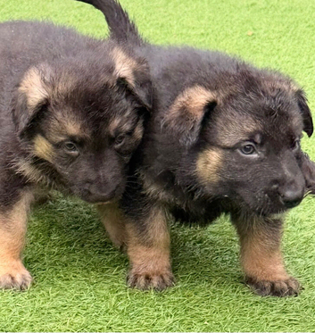 German Shepherd Puppies