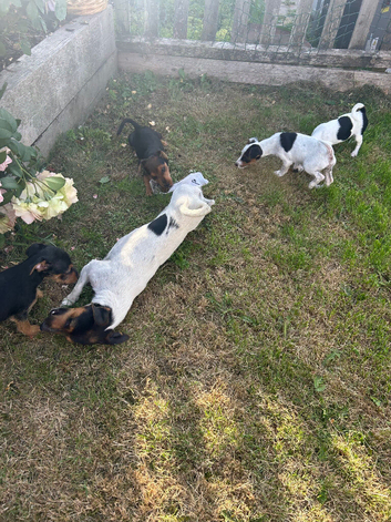 Jack Russell terrier puppies for sale