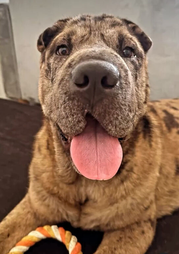 7 months Friendly Giant