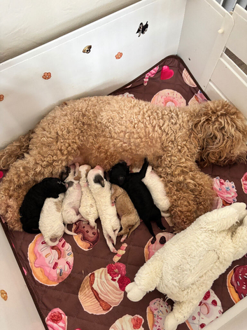 Stunning Cavapoo pups