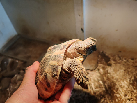 Female tortoise