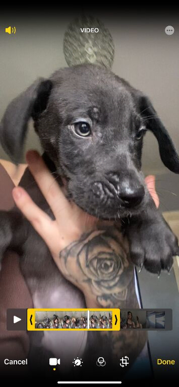 Great Dane puppies