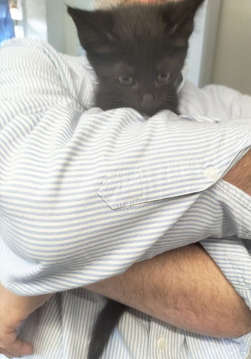 Maine coon cross dsh