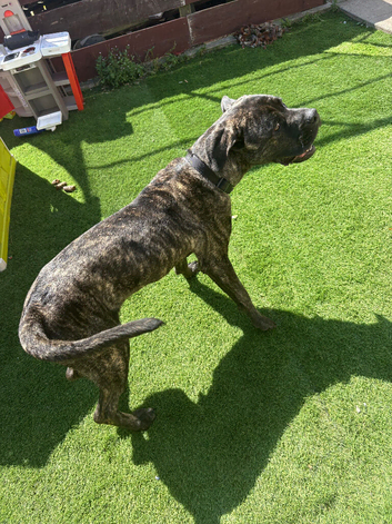 Boerboel x cane corso