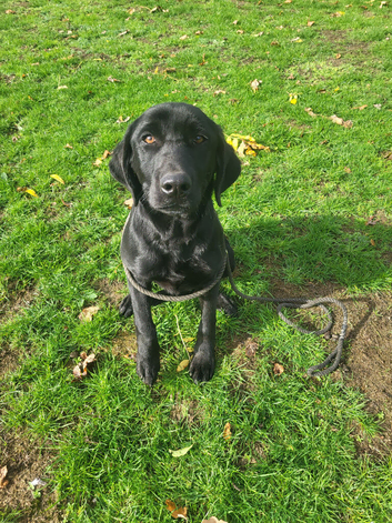 6 month old kc reg Male