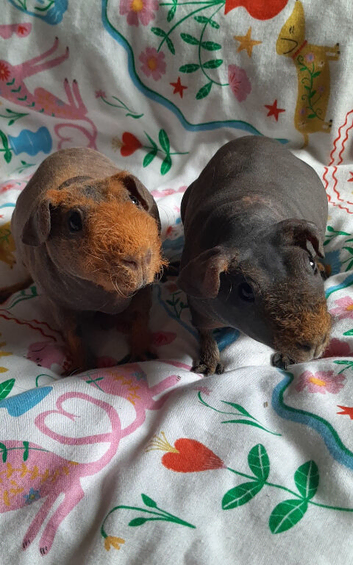 Skinny pig  pedigree females available.
