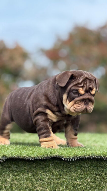 Beautiful English bulldogs