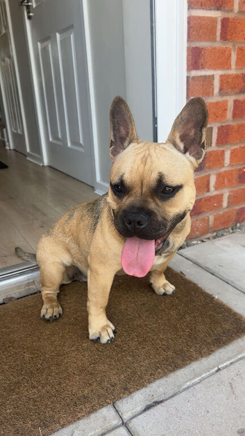 French bulldog x American bulldog