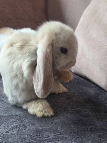 Beautiful baby mini lops
