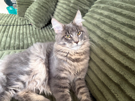 Gorgeous Blue Silver Tabby Maine Coon Boy Looking for His Perfect Home