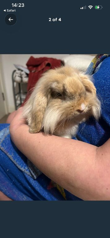 Lion lop bunny