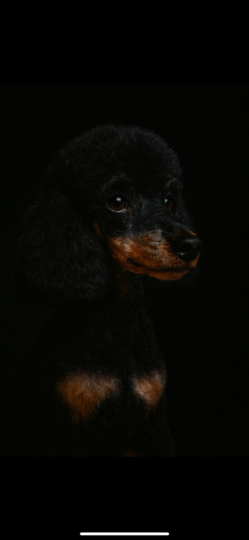Introducing our KC Champion Bloodline, Black & Tan, Phantom Toy Poodle available for stud services.