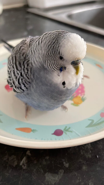 URGENT 1 Blue Bird .Comes with cage and food.