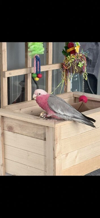 Galah cockatoo
