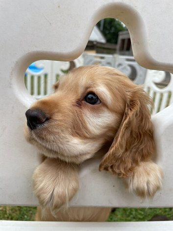 1Boy working cocker spaniel for sale