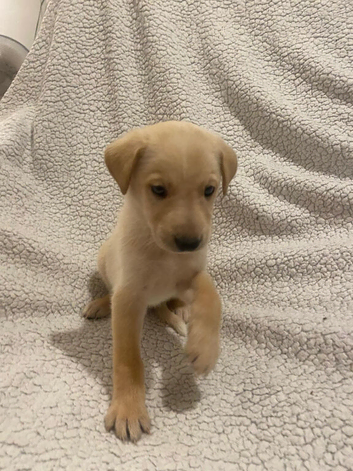 10 beautiful lurcher puppies