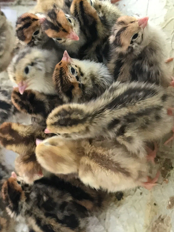 QUAILS FOR SALE LEICESTERSHIRE