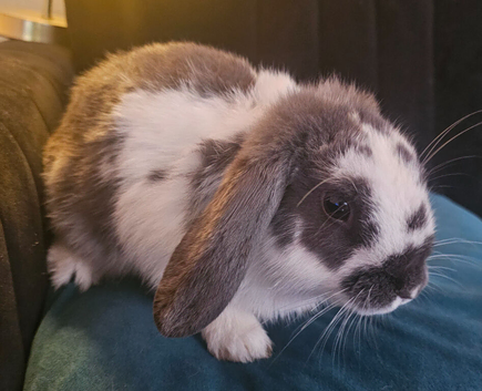 2 beautiful 4 month old male mini lops