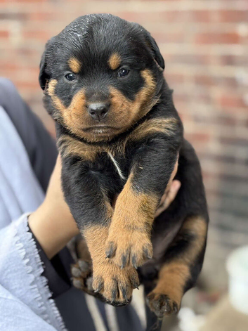 6 chunky pure pedigree Rottweiler puppies