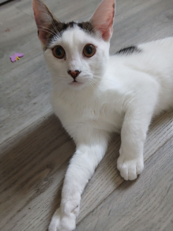 6 month old kitten needing loving forever home