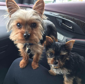 Yorkie Boy