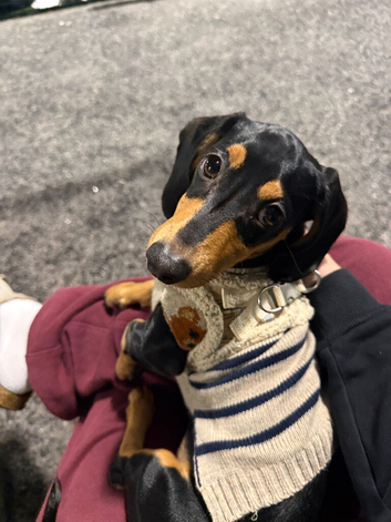 Hello this is Milo mini dachshund