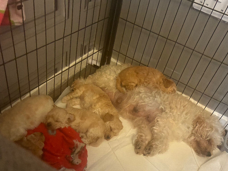 Mums a toy piddle dads a carvopoo