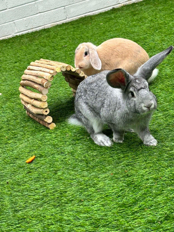 2 beautiful lop bunnies x2 male full setup